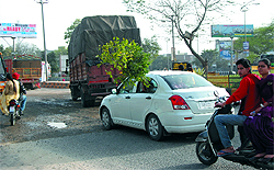 Onlookers and commuters had an unusual sight of a tree being carried in a car near the Rose Garden chowk in Bathinda