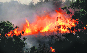 Flames engulf a greenbelt at Sector 29 in Chandigarh on Sunday
