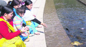 Devotees feed fish in the Rewalsar lake. 