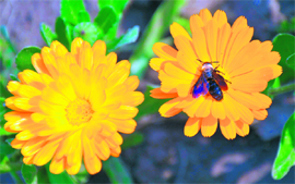 A bee sucks nectar from a flower at a garden in Jammu. 
