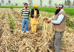 Lala Singh shows his turmeric fields at Dharsul Khurd village in Fatehabad.
