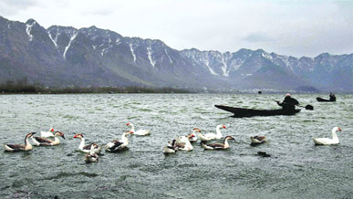 In Natures company: A boatman on the Dal Lake in Srinagar.