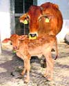 OPU-IVF cattle calf Holi with its surrogate mother