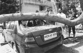 A car was damaged after a tree fell on it in Phase X of Mohali on Sunday.