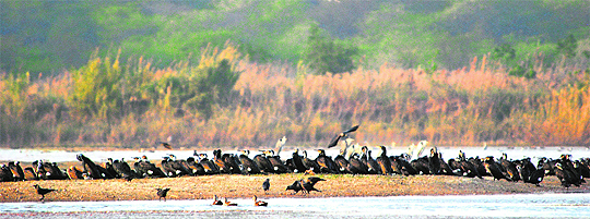 Migratory birds lend a picturesque view at Sukhna Lake in Chandigarh.