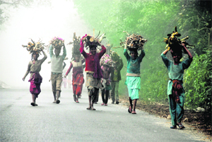 People carry wood on their heads in Haridwar. 