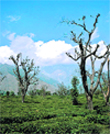 A tea garden in the Kangra valley.
