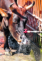 A cow tries to drink water from a tap