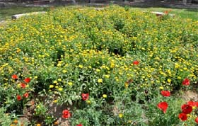 Flower power: The pleasant weather is here to stay it seems