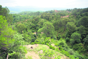 A forest area in Jammu.
