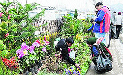 A woman selects flowers at a roadside stall near the Residency Road area in Srinagar
