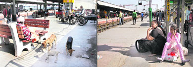 Stray dogs roam on a filthy platform No 1; and (right) passengers sit on the floor at the railway station in Jalandhar on Wednesday. 
