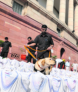A sniffer dog checks bundles containing copies of Railway Budget.