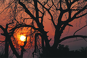The setting sun presents a pleasant picture in Bathinda on Thursday. 