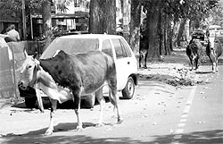 Stray cattle roam on a road at Phase X of Mohali