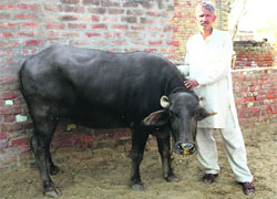 A farmer with his buffalo at Sundana village in Rohtak district