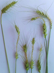 Missing grain formation in the ear head of wheat plant.