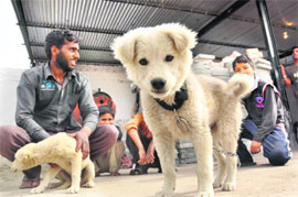 Boozo has become a bone of contention between two families in Meeran Sahib. 