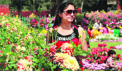 A girl look at flowers during the annual flower show at Jawahar Garden, Jalandhar Cantonment, on Sunday. 