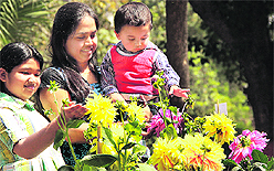 A girl look at flowers during the annual flower show at Jawahar Garden, Jalandhar Cantonment, on Sunday. 