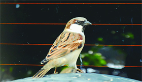 While people miss the sight and chirping of the house sparrow that got lost somewhere in the din of a fast-paced city life, Tribune lensman Pawan Sharma spotted one near the Sports Stadium in Bathinda on Tuesday.