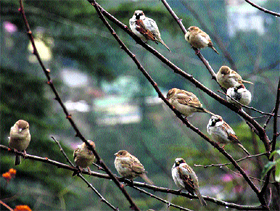 Sparrows, which are fast disappearing, seen on a tree in Shimla. World Sparrow Day fell on Tuesday.