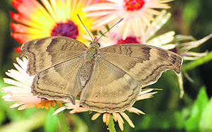 A chocolate pansy butterfly at the newly inaugurated Butterfly Park in Chandigarh on Wednesday. 