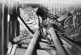 The leopard stuck in a pipe at the IAF station, Chandigarh.