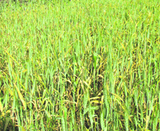 Wheat crop affected by yellow rust.