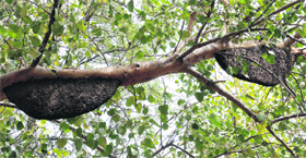 Hives on a tree in Chandigarh.