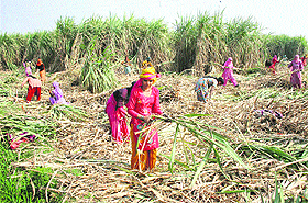 Women work in a sugarcane field at Doabh village in Rohtak.