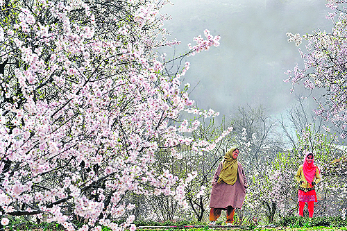 Women stand in an orchard of blossoming almond trees, which mark the arrival of spring, in Srinagar.