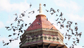 Birds-eye view: Pigeons fly over the newly renovated tomb of the Mubarak Mandi in Jammu.