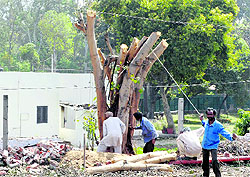 Forest employees cut a tree outside the Conservator of Forests residence in Patiala on Friday