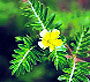 Tribulus terrestris