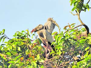 Birds roosting on the Majuli island