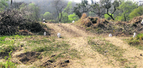 Milestones painted in white put up along a path leading to illegal farmhouse sites in Mirzapur forest area of Mohali district.