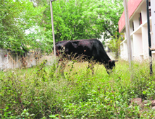The dispensary at Dadu Majra in a state of neglect in Chandigarh.