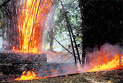 Bamboos up in flames at Leisure Valley at Sector 10 in Chandigarh on Tuesday