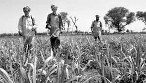 The share of agriculture in Punjab's workforce and Gross Domestic Product has seen a steady decline.