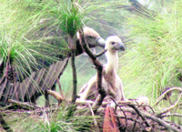 Indian white-backed vulture 