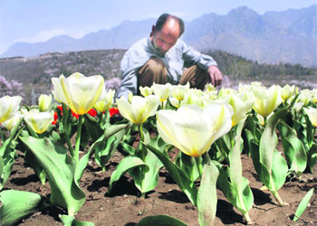 Eight new varieties of tulips have been added to the garden this year. 