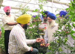 Progressive farmers Davinder Singh (sitting) and Meharban Singh interact with farmers at Mushkabad village in Ludhiana district. 