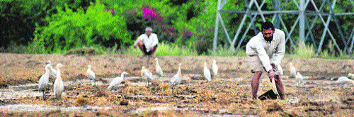 A man prepares land for agricultural produce while at the same time, birds try to find food from the field.