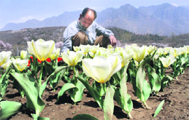 Eight new varieties of tulips have been added to the garden this year. 