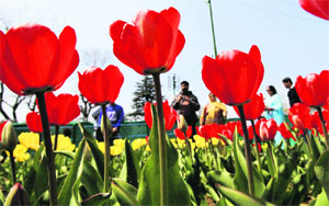 The Tulip Garden was declared open in Srinagar on Thursday. The garden attracts thousands of tourists to the Valley every year.