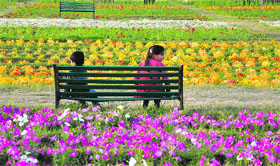 Flowers are in full bloom, albeit for just two months, at the Flower Garden in the Bhor camp area of Jammu.
