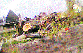 Trees felled on Vaital Bhairav Temple premises at Rainawari in Srinagar.