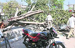 Tree which suddenly fell in Ludhiana