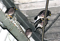Birds have found shelter at the station